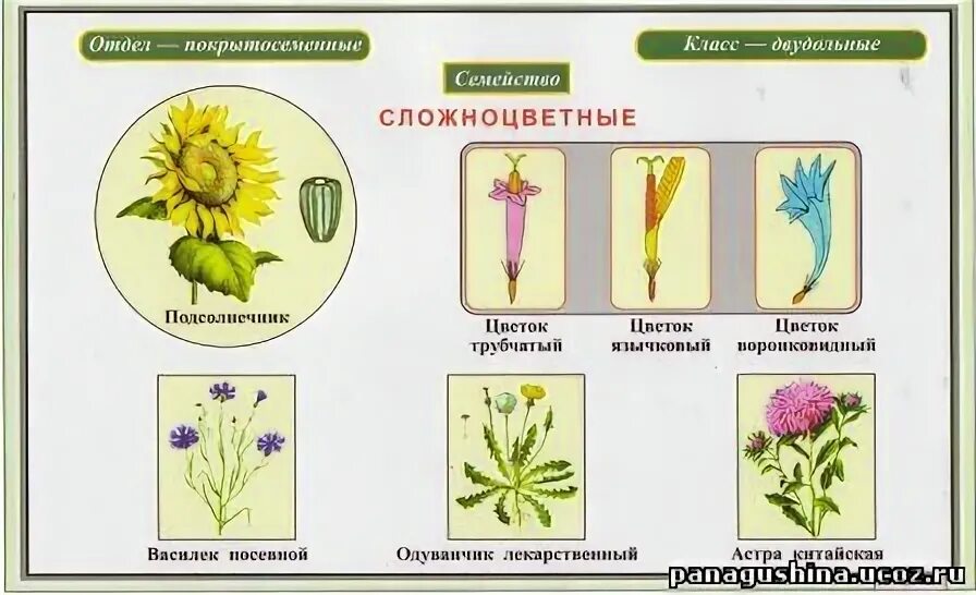 Укажите жизненную форму большинства сложноцветных. Семейство Сложноцветные жизненные формы. Листья сложноцветных растений. Семейство Сложноцветные листья. Соцветие сложноцветных.