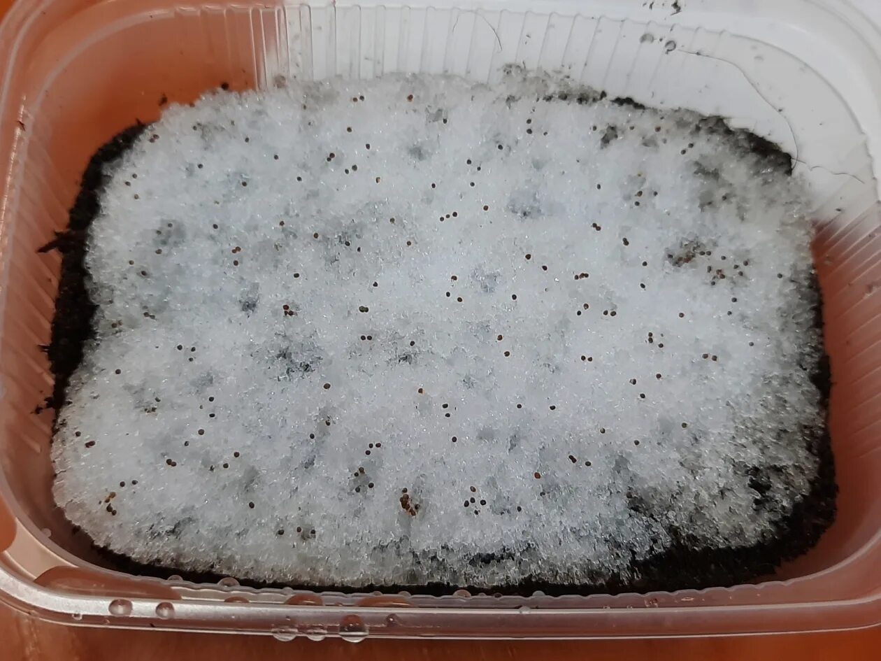 Холодная стратификация семян. Стратификация семян ели. Кедр из орешка прорастание. Стратификация семян. Стратифицировать семена что это.