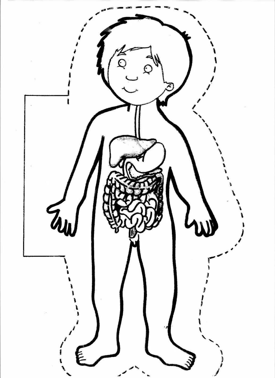 Раскраска внутренние органы человека для детей. Строение человека для дошкольников. Раскраска организм человека для детей. Организм человека разукрашка для детей. Схема человека для детей