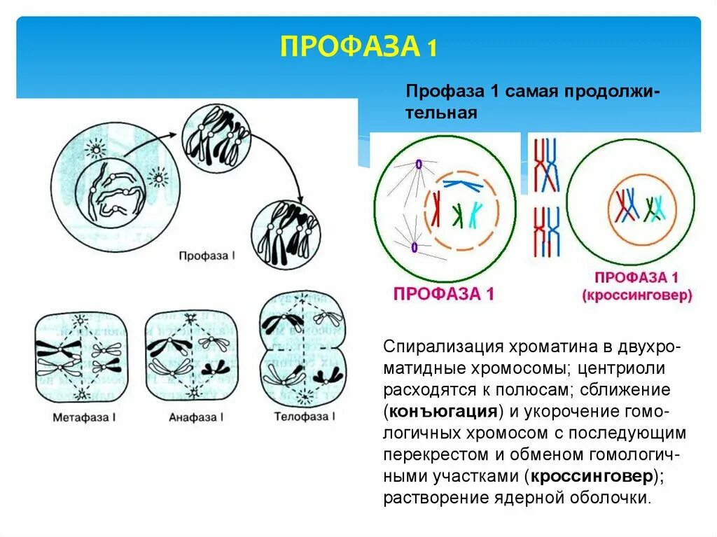 Удвоение центриолей спирализация хромосом. Профаза 1. Профаза мейоза 1. Профаза митоза. Фаза.