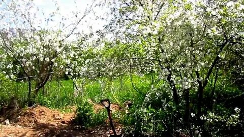 Впр черешни в запущенном саду