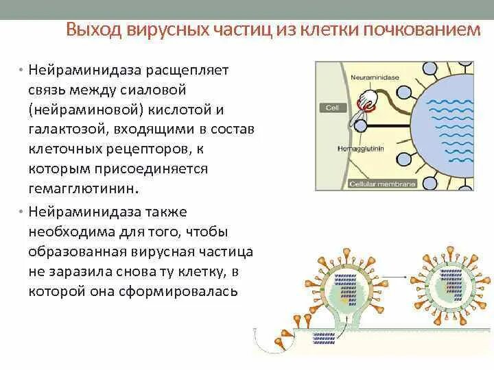 Инфекционная рнк. Нейраминидаза. Нейраминидаза вируса. Нейраминидаза бактерий. Нейраминидаза это микробиология.