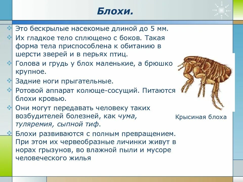 К бескрылым насекомым относятся. Характеристика отряда блохи. Характеристика отряда блохи кратко. Общая характеристика блохи кратко. Общая характеристика блохи 7 класс.