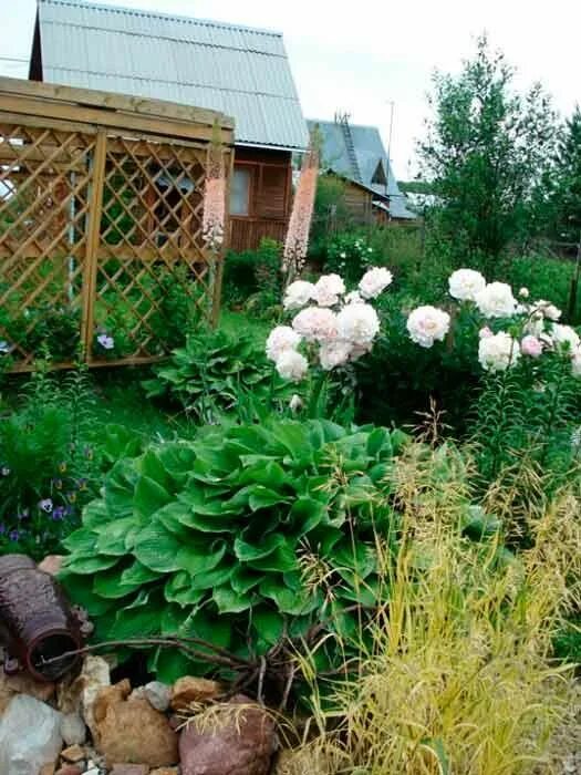 Пион совместимость. Клумба с пионами. клумба пионов на даче. цветник с пионами. проны на дачев.