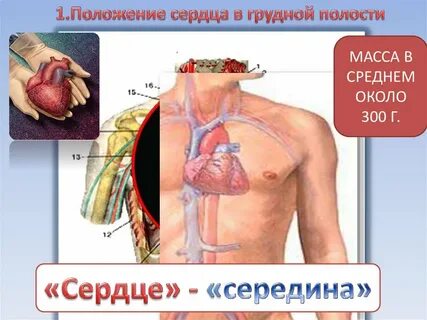 С какой стороны сердце у мужчины