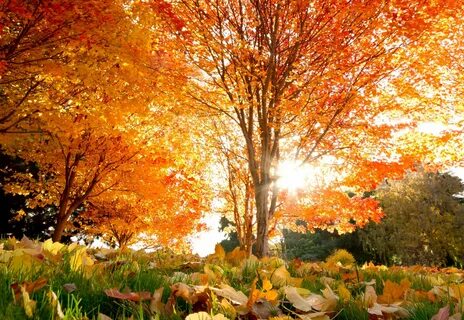 Красивые картинки осень золотая.