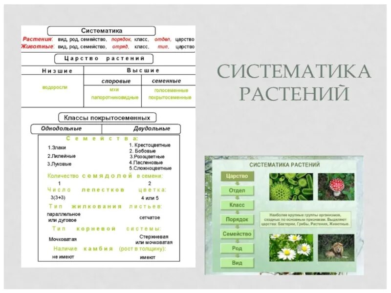 Биология контрольная работа по семействам. Систематика растений 11 класс биология. Систематика растений 7 класс биология таблица. Систематика растений 6 класс биология. Систематика растений царство растения 6 класс биология таблица.