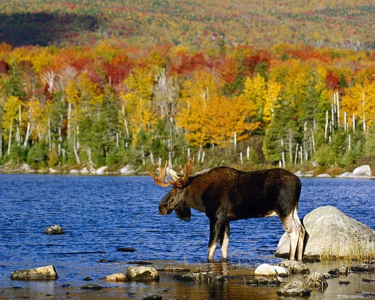 Животный мир является. Животный мир удмуртии. природа заповедника. лось фото. природа сибири.