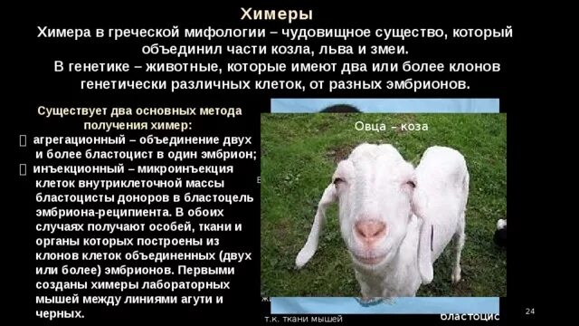 Химерные организмы у растений. Химера в биологии овце коза. Кто такие химеры в биологии. Отряд химерообразные представители. Химерные растения.