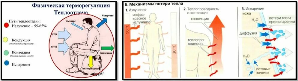 Теплоотдача организма. Механизмы потерь тепла организмом. Тепловой баланс организма человека. Способы потери тепла из организма. Испарение пота с поверхности кожи