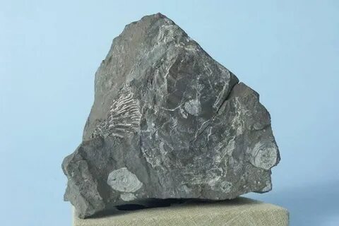Сланцы ископаемые