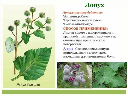Растень це