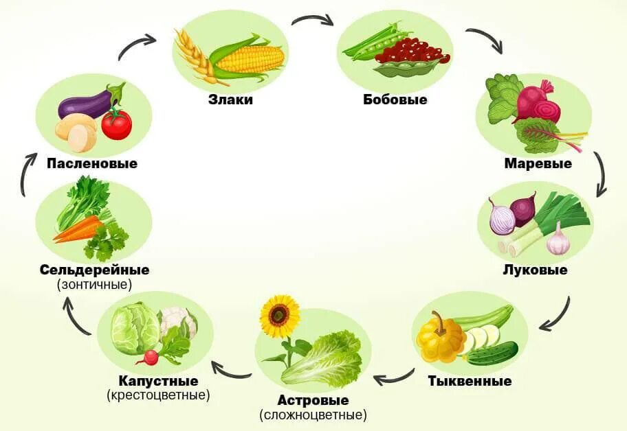 Какие растения нельзя на участке