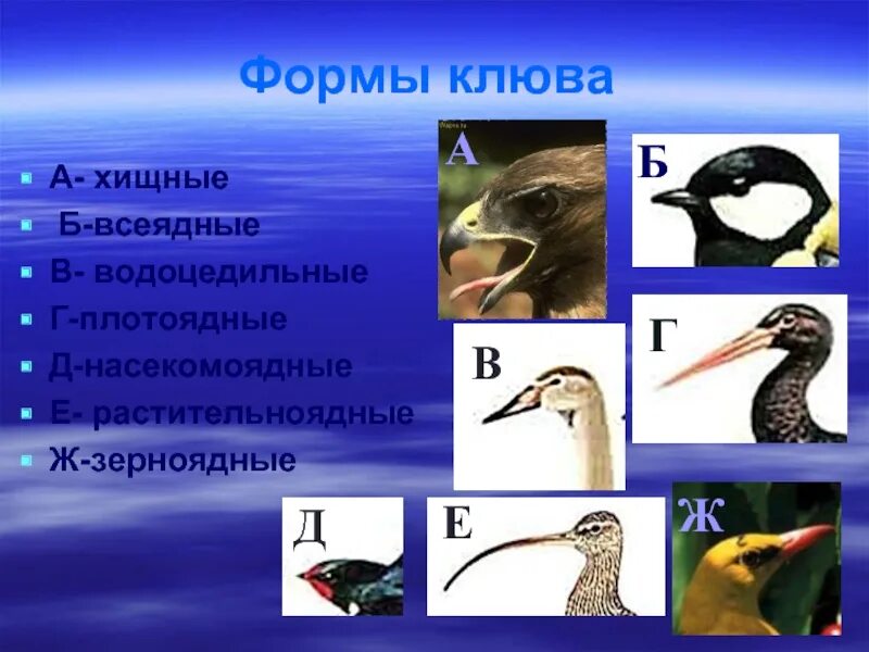 Объясните роль растительноядных и насекомоядных птиц. Клювы птиц по типу питания. Всеядный клюв. Клюв растительноядных птиц. Клюв насекомоядных птиц.