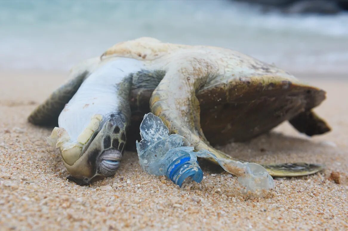 Plastic animals. Загрязнение океана. Морские черепахи в мусоре. Черепаха и пластик.