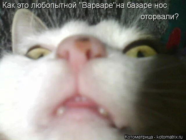любопытной варваре на базаре нос оторвали. любопытной варваре нос оторвали. любопытной варваре на базаре нос оторвали прикол. любопытной варваре на азаенос оторвали. открытка любопытной варваре на базаре нос оторвали.