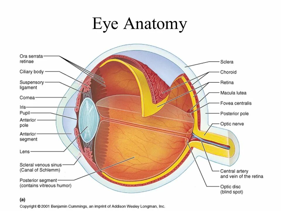 Склера анатомия. Eye Ball анатомия. Первый второй зрительного нерва сетчатка. Склера сетчатка слепое