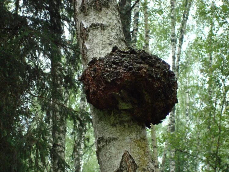 Покажи чагу. Чага Березовая. Гриб чага на Березе. Чага (березовый гриб). Чага на Березе.