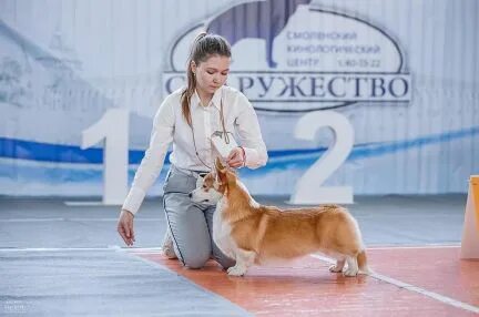 Выставки собак смоленск. Польша выставки собак. Кубок Москвы РКФ. Wang Grace эксперт выставки собак.