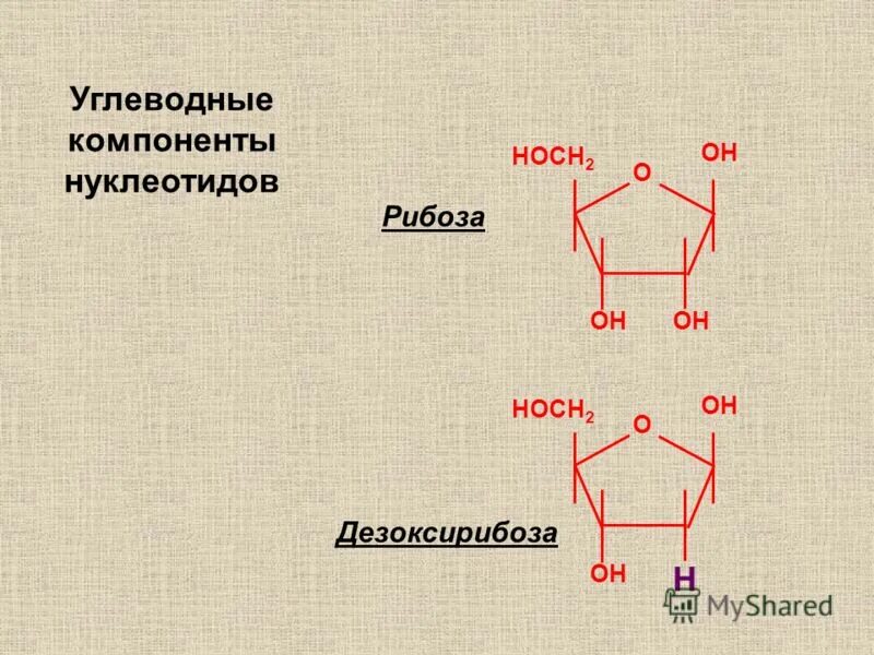 Углевод в нуклеотиде днк. Углевод в составе нуклеотида. Углевод в составе нуклеотида. Состав нуклеотида днк. Рибоза это углевод.
