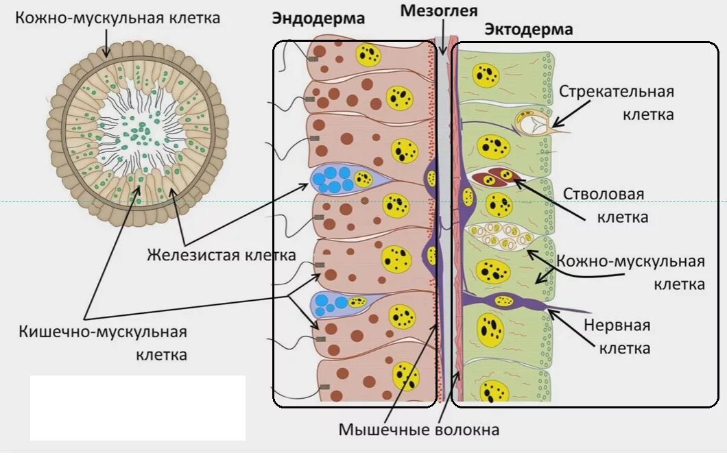 Кожно мускульные клетки. Строение клеток кишечнополостных. Интерстициальные клетки кишечнополостных. Строение гидры и типы клеток. Строение слоев кишечнополостных.