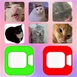 Игра позвонить коту. Кот видеозвонок. Пранк кошки с телефона. Звонок для кота. Звонок для кота.