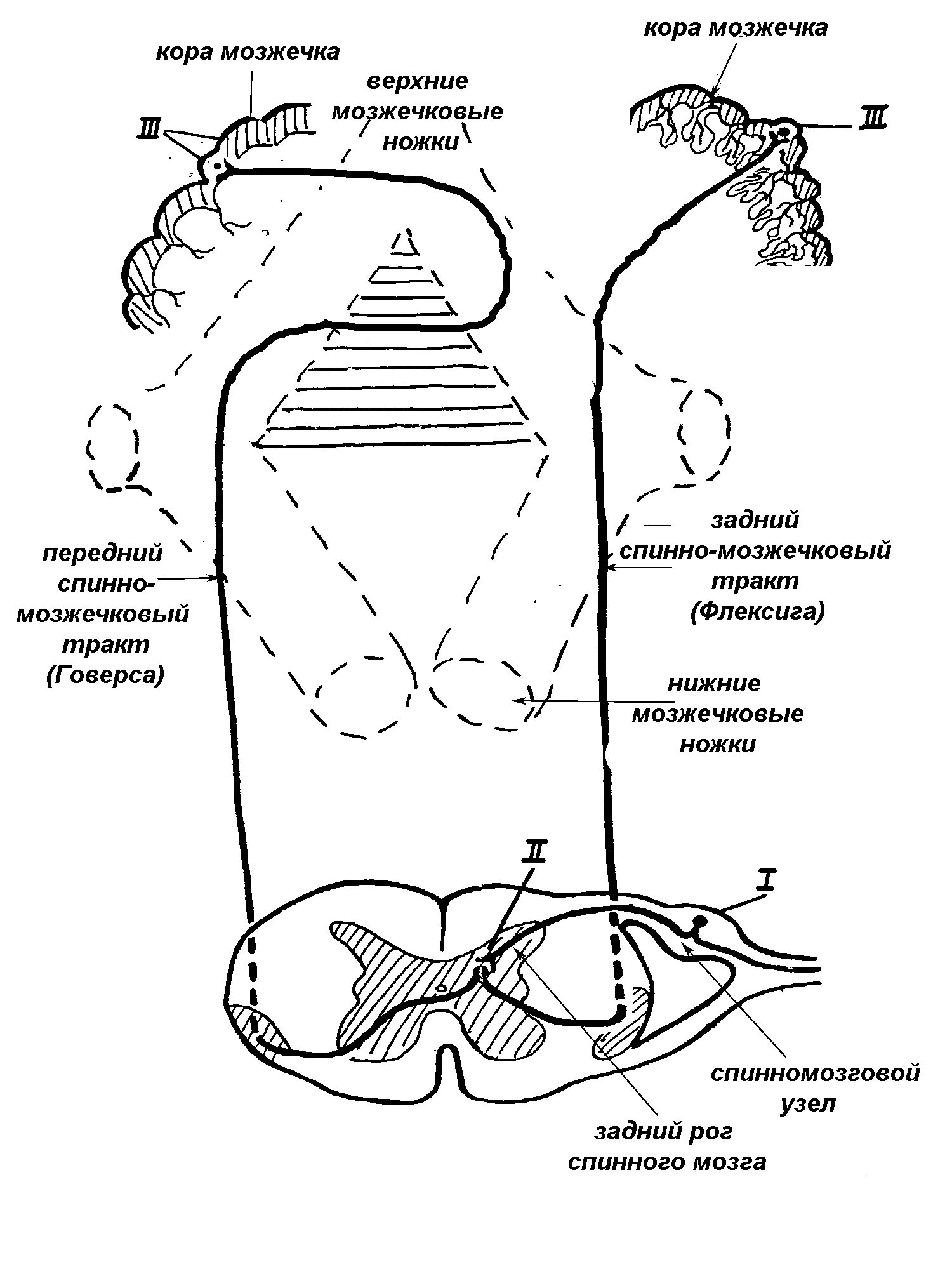 Задний спинно-мозжечковый путь Флексига схема. Передний спинно-мозжечковый путь схема. Передний спиномозжечковый путь Говерса. Схема заднего спинно мозжечкового проводящего пути.