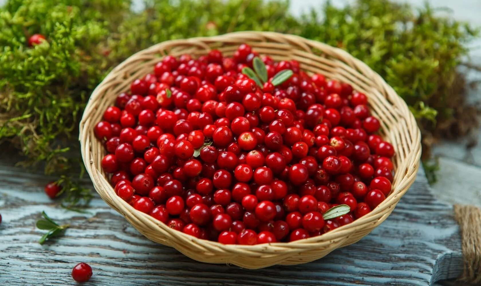 Брусника пареная калорийность. Лесные ягоды клюква. Брусника. Брусника в тарелке. Брусника россыпью.