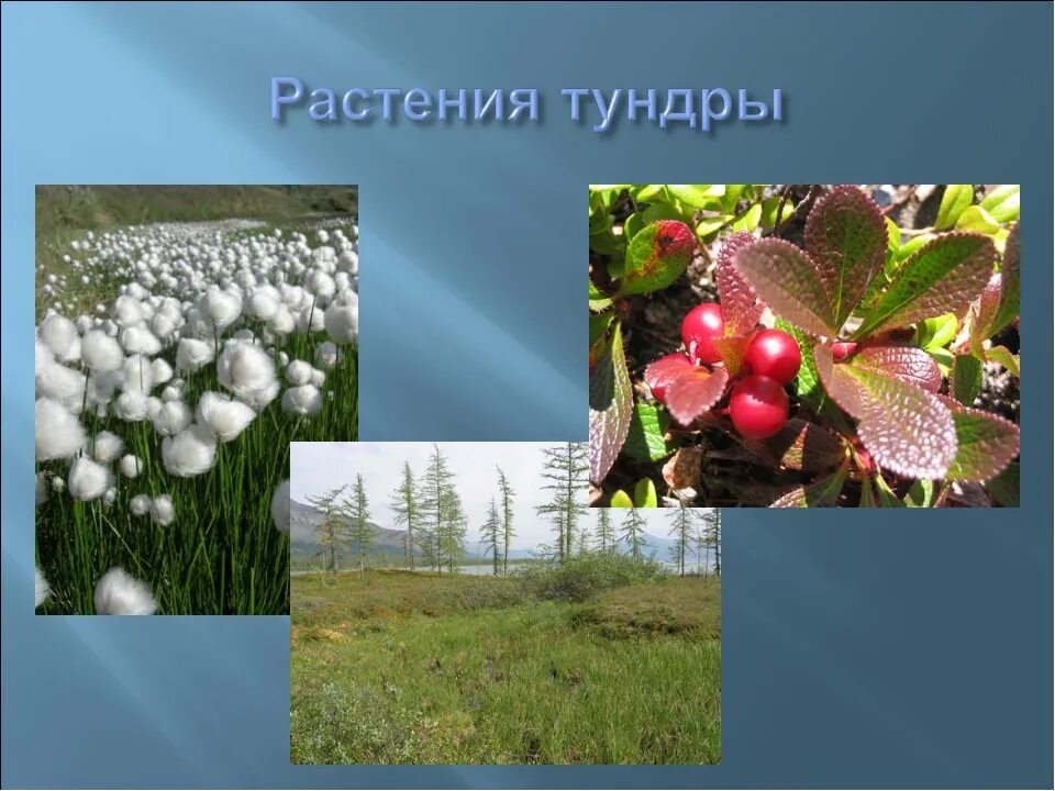 3 растения тундры. Растительность тундры. растения тундры. растения тундровой зоны. растительный мир тундры.