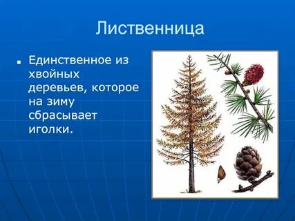 Дерево сбрасывающее хвою