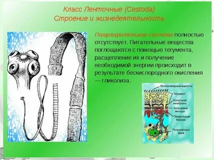 Форма тела ленточных червей