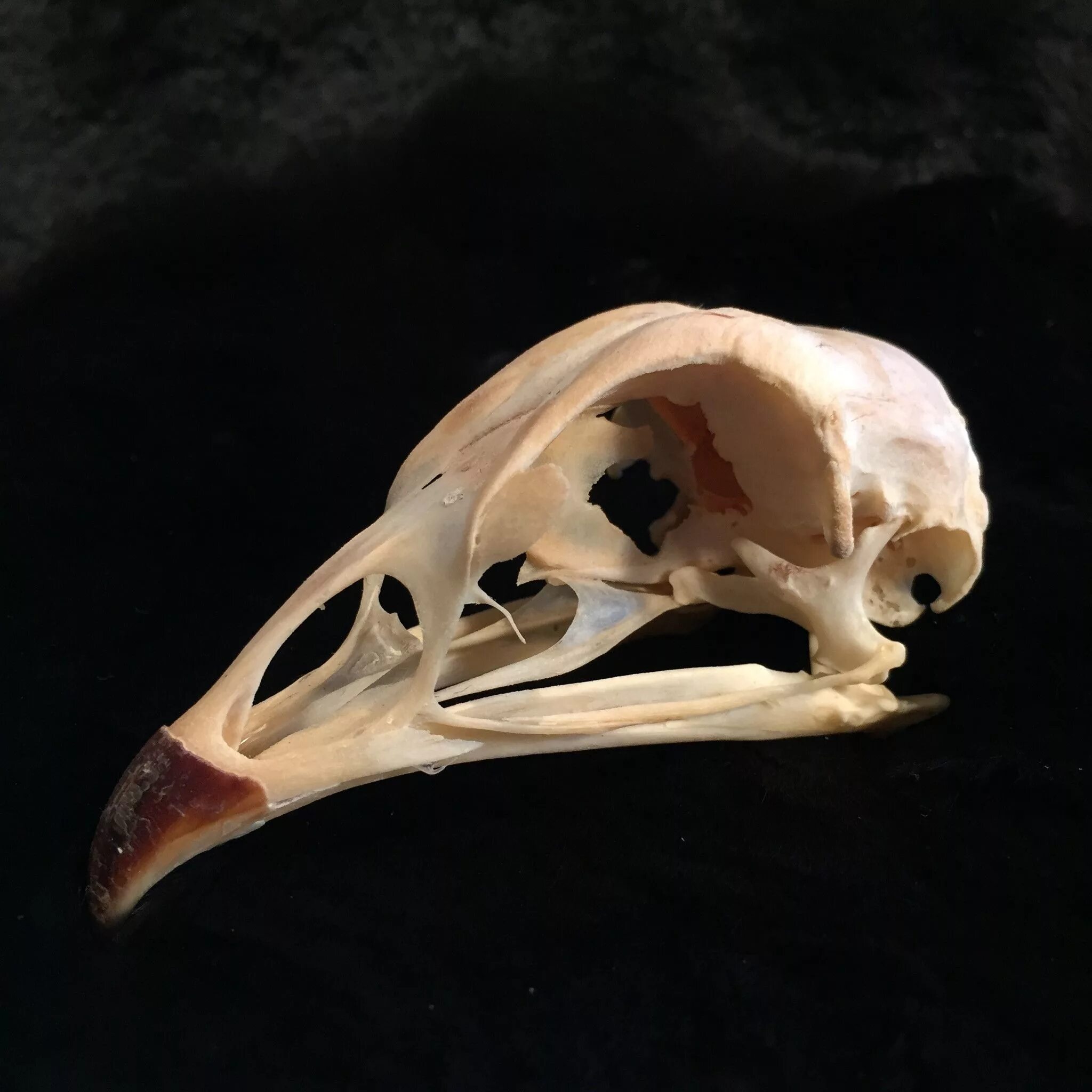 Таксидермия череп птицы. Череп ворона. Птичий череп. Утка кости