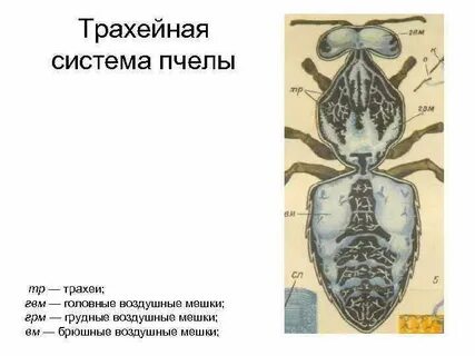 Дыхание пчелы