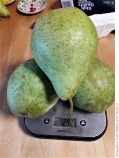 Груша феерия