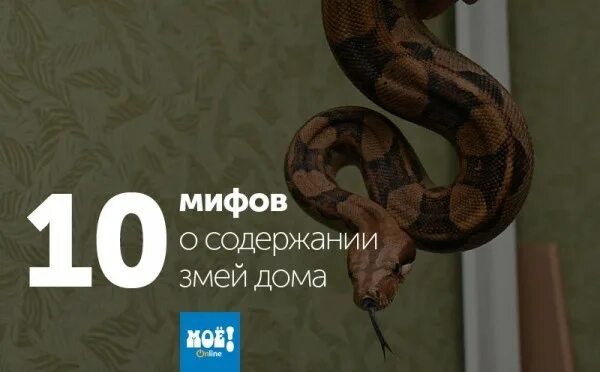 Сажаем змейкой ребенка. Новогвинейский аметистовый питон. Как вырастить змею. Как вырастить змею. Змеи которые выращивают в воде игрушка.