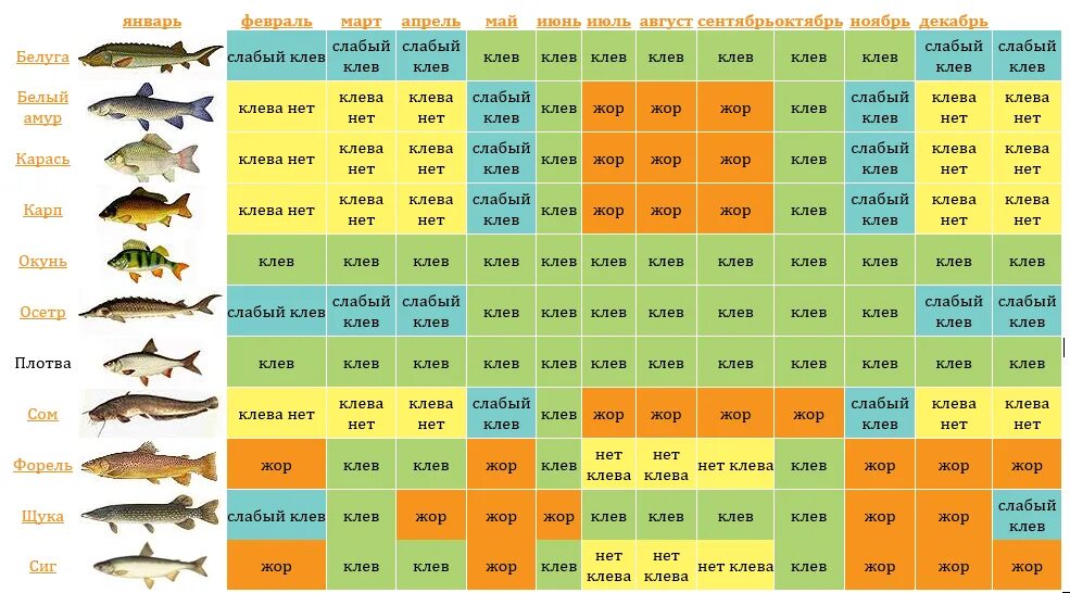 Когда запрещено ловить щуку. Рыболовный календарь. Календарь рыбалки. Таблица клева щуки. Календарь клева.