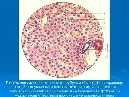 Желчные капилляры печени