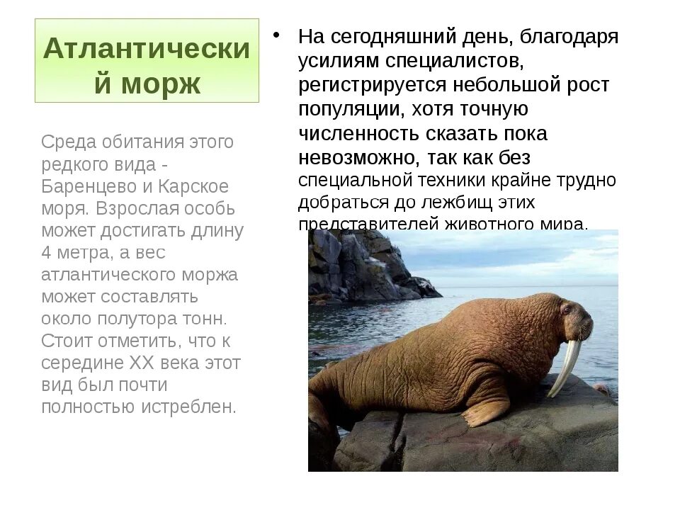 Атлантический морж красная книга. Атлантический морж красная книга России. Животные красной книги морж. Животные из красной книги морж Атлантический.