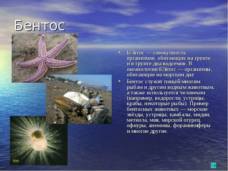 Группа морских организмов. Разнообразие морских организмов. Планктон нектон бентос. Группы морских организмов. Жизнь в морях и океанах таблица.
