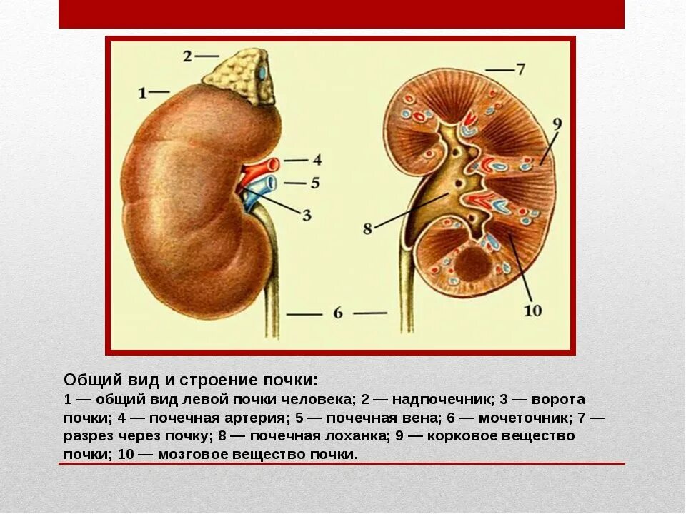 Общий вид строение почки. Наружнее строение почки. Строение почки человека в разрезе. Внутренне строение почки анатомия.