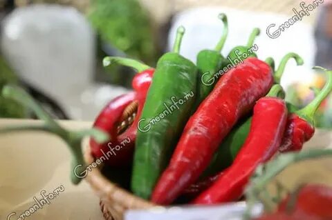 Pepper education