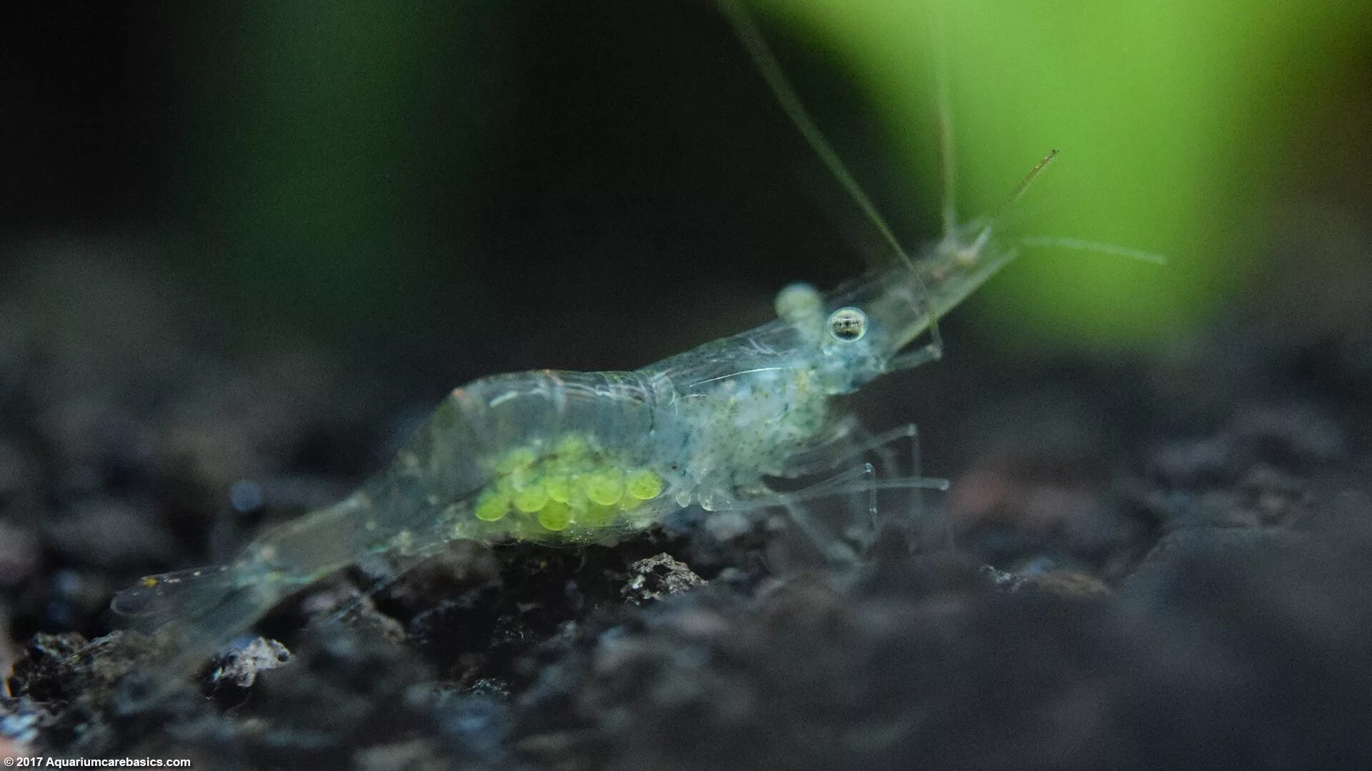 Как размножаются аквариумные креветки. Ghost shrimp креветка. мертвая аквариумная креветка. новорожденные аквариумные креветки. светящиеся креветки в аквариуме.