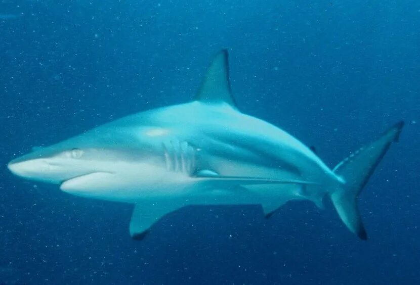Акула рыба или млекопитающее животное. Черноперая акула. carcharhinus limbatus. черноперая акула крыма. гибрид чернопёрой акулы.