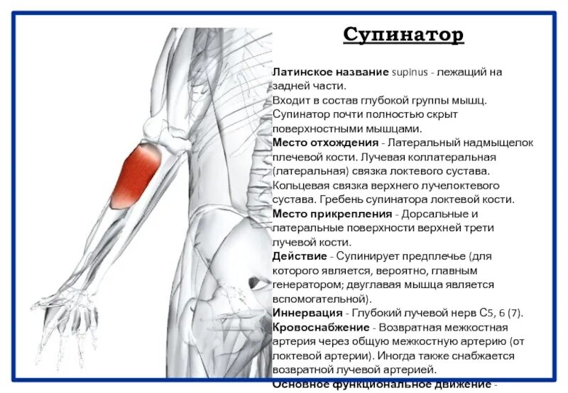 Под локтем как называется