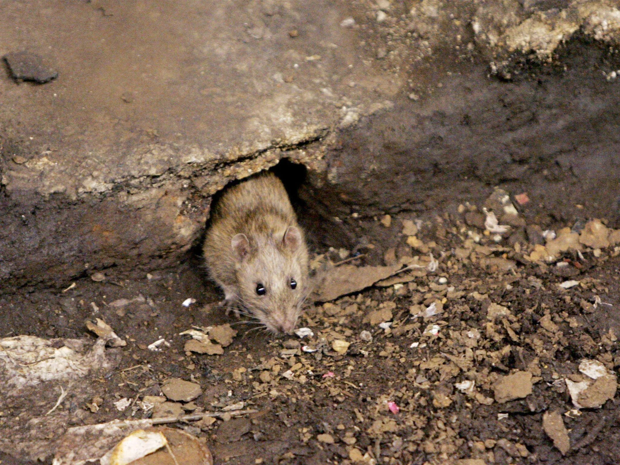 Мыши на участке. Мышь в почве. Мышиные норки на садовом участке.