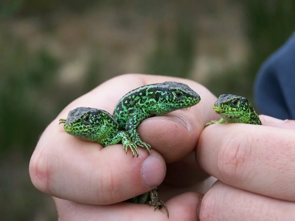 Небольшая ящерица. Карликовый геккон (Sphaerodactylus ariasae). Прыткая ящерица меланист. Прыткая ящерица маленькая. Зеленая прыткая ящерица.