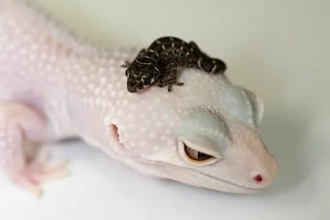 Кричащий эублефар