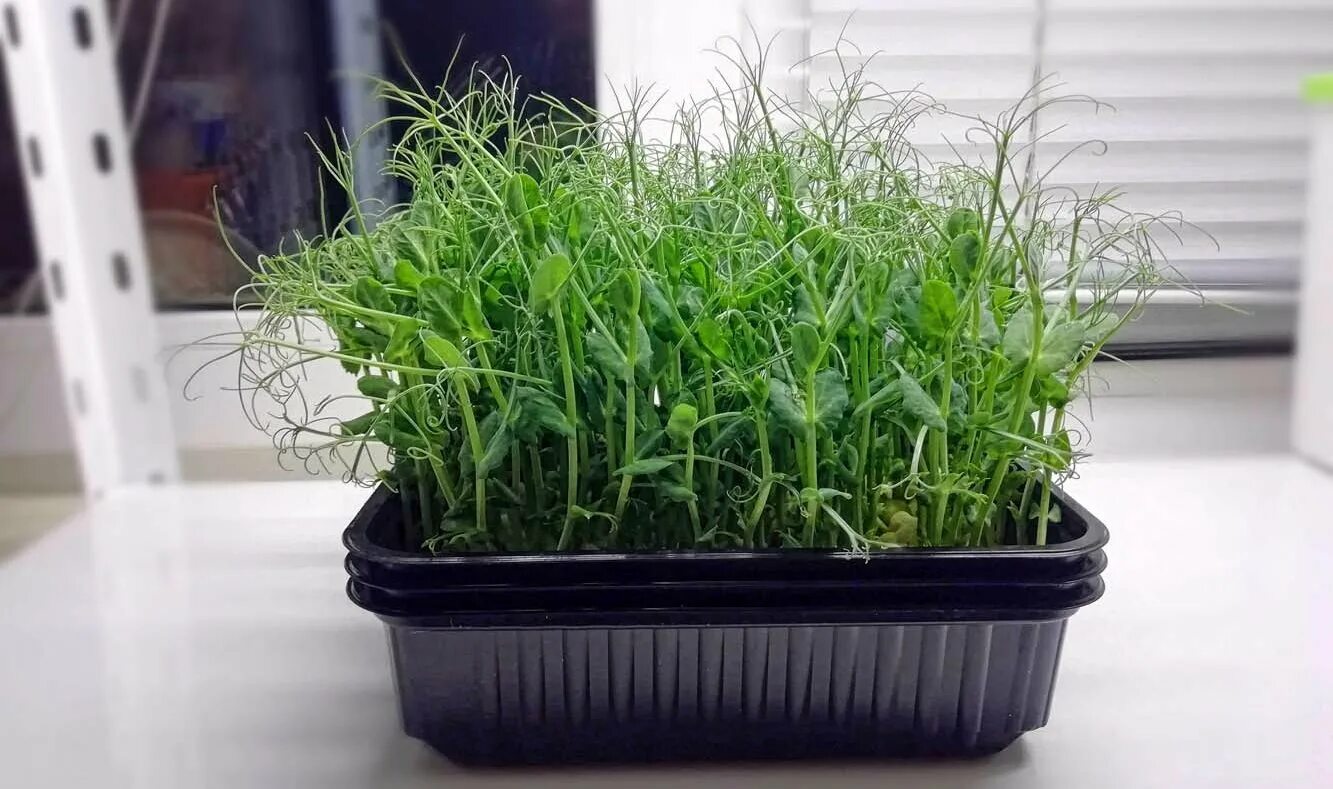 Горох мадрас микрозелень. Микрозелень просо. Горох на микрозелень. Пророщенный горох микрозелень. Микрозелень гороха.