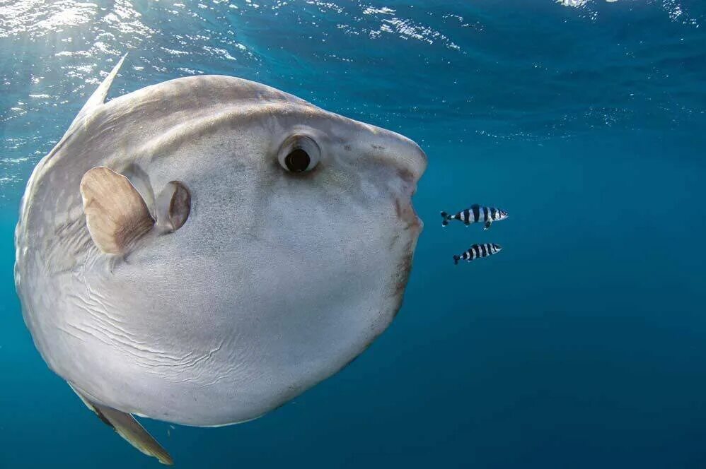 Рыба луна клюет. Mola Mola рыба. Океанская Солнечная рыба (Mola Mola). Рыба Луна мола мола. Обыкновенная острохвостая Луна-рыба.
