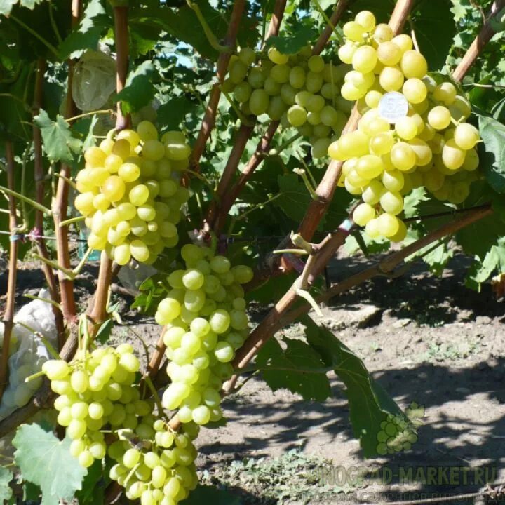 Интернет магазин виноград. Виноград гала. Тургау сорт винограда. Интернет магазин виноград. Виноград маркетт.